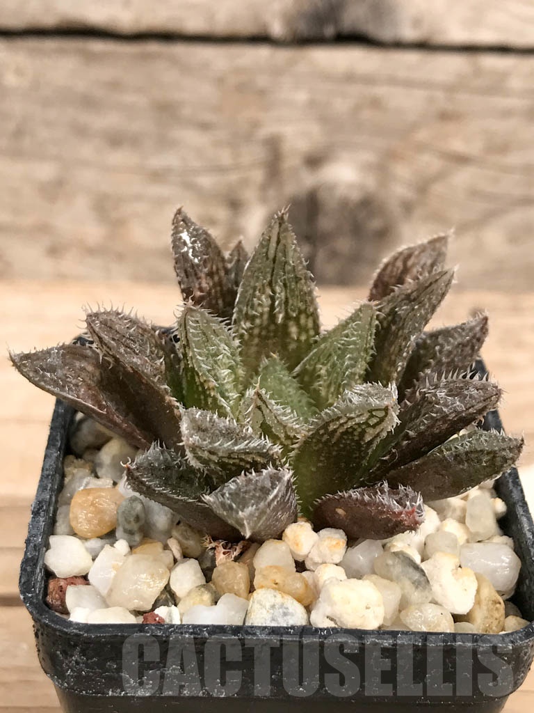 SHPR9264 Haworthia SY-468 (SY-356) x mayor SY 5/2018