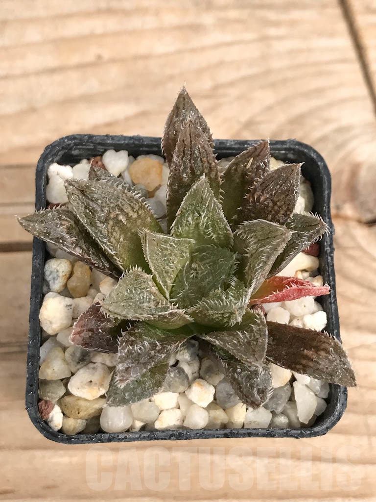 SHPR9264 Haworthia SY-468 (SY-356) x mayor SY 5/2018 - Image 3