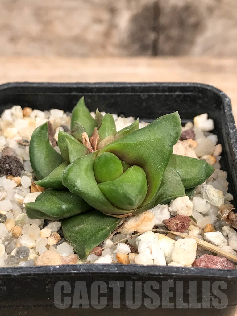 SHPR9265 Haworthia scabra var. starkiana