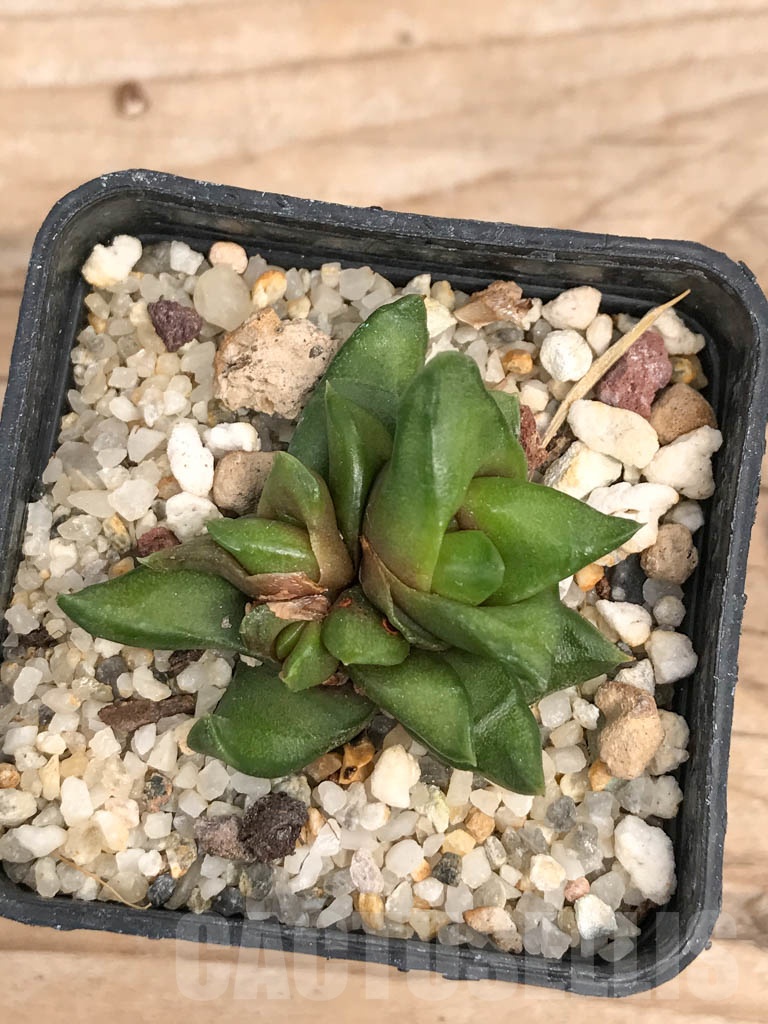 SHPR9265 Haworthia scabra var. starkiana – Bild 3