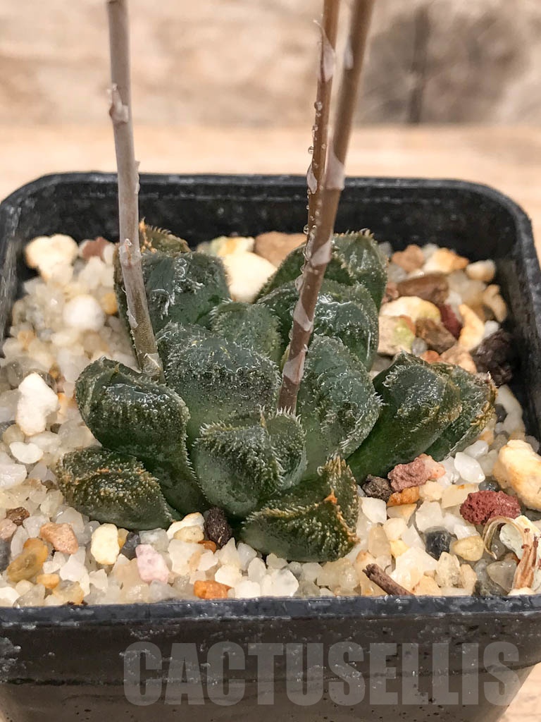 SHPR9271 Haworthia cooperi var. venusta x H. maughanii - Image 2