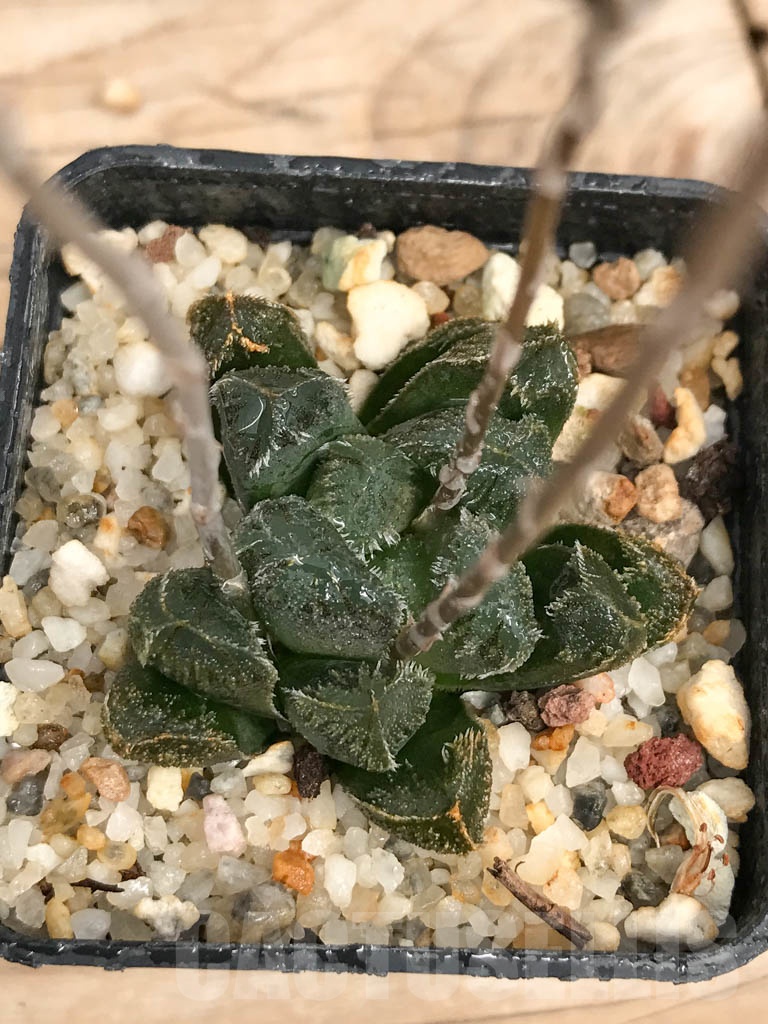 SHPR9271 Haworthia cooperi var. venusta x H. maughanii