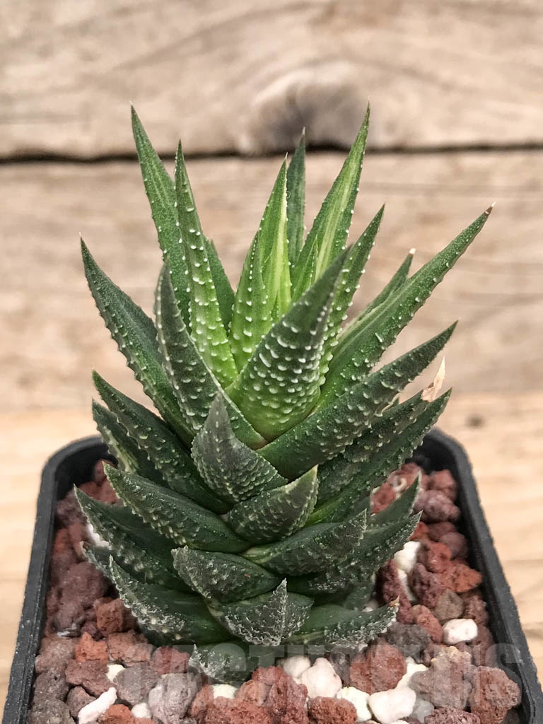 SHPR9274 Haworthia reinwardtii f. variegata - 画像 (2)