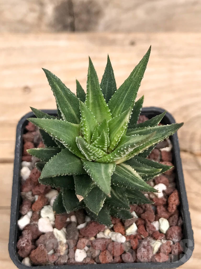 SHPR9274 Haworthia reinwardtii f. variegata