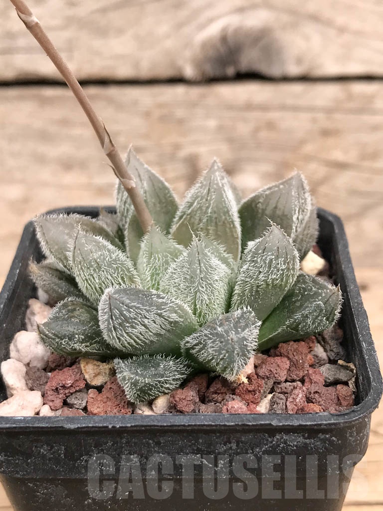 SHPR9275 Haworthia cooperi v.venusta IB06550 - Image 2