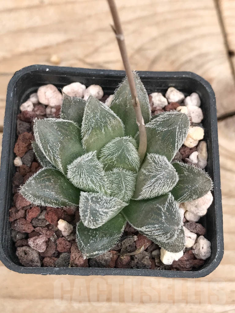 SHPR9275 Haworthia cooperi v.venusta IB06550