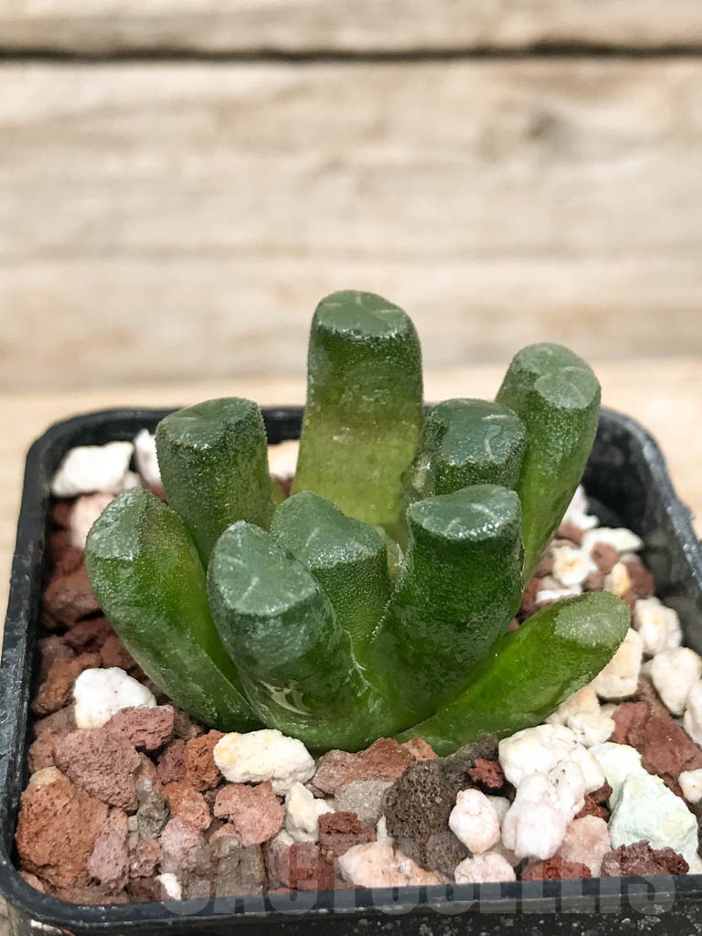 SHPR9276 Haworthia maughanii - Image 2