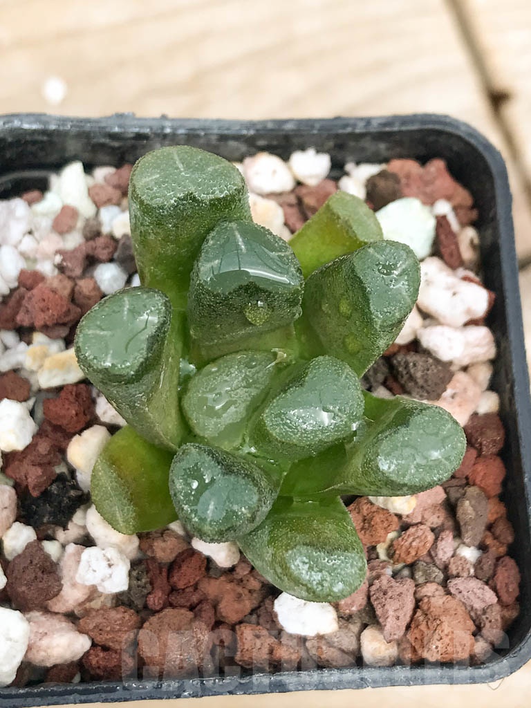 SHPR9276 Haworthia maughanii
