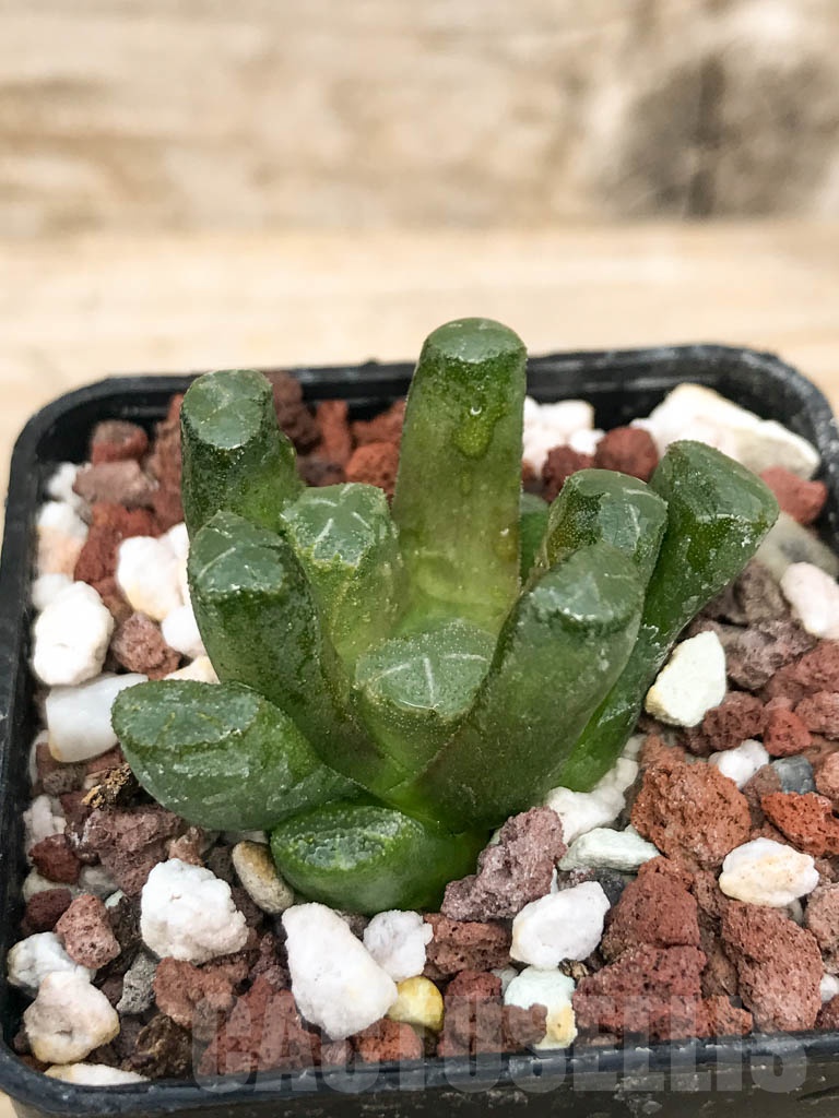 SHPR9276 Haworthia maughanii - Image 4