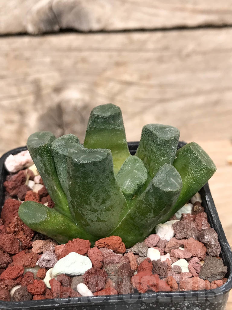 SHPR9277 Haworthia maughanii - Image 2