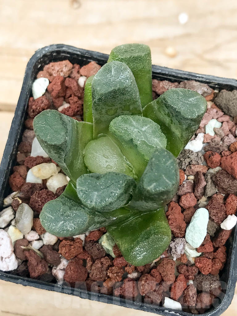 SHPR9277 Haworthia maughanii - Image 3