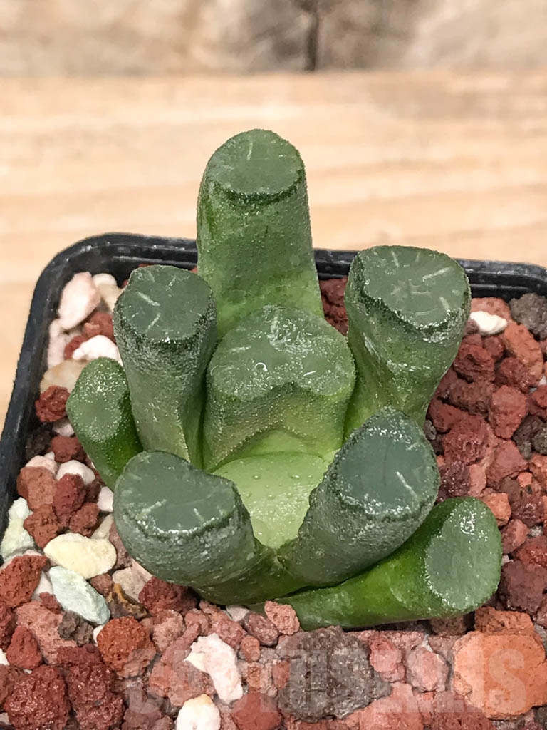 SHPR9277 Haworthia maughanii