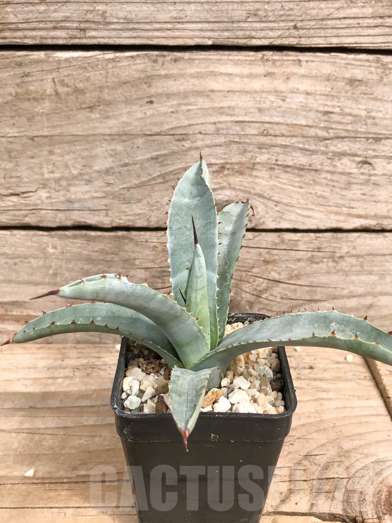SHPR9283 Agave macroacantha „Little Penguins“