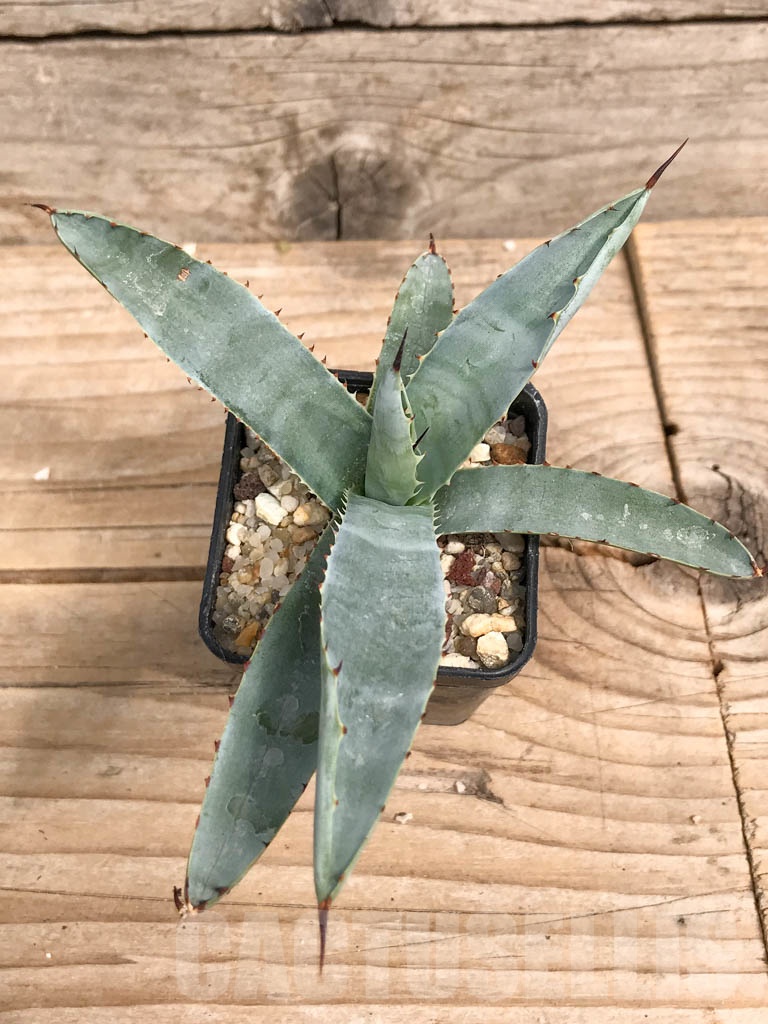 SHPR9283 Agave macroacantha „Little Penguins“ - Image 3