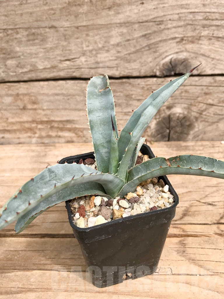 SHPR9283 Agave macroacantha „Little Penguins“ - Image 4