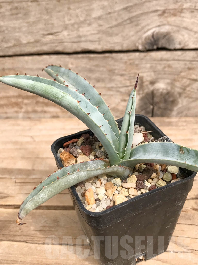 SHPR9283 Agave macroacantha „Little Penguins“ - Image 5