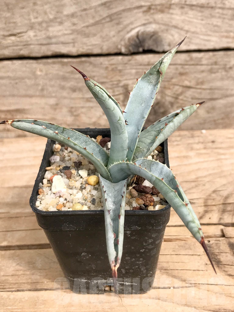 SHPR9283 Agave macroacantha „Little Penguins“ - Image 6