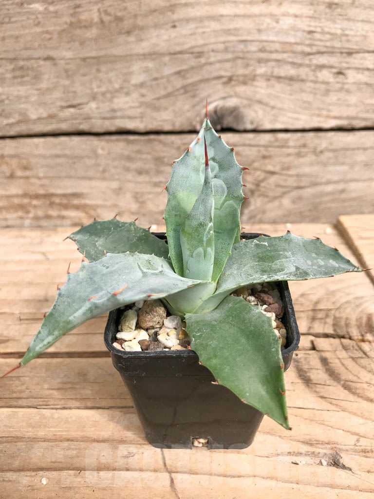 SHPR9284 Agave parrasana ‘Triumphant’, Mexico