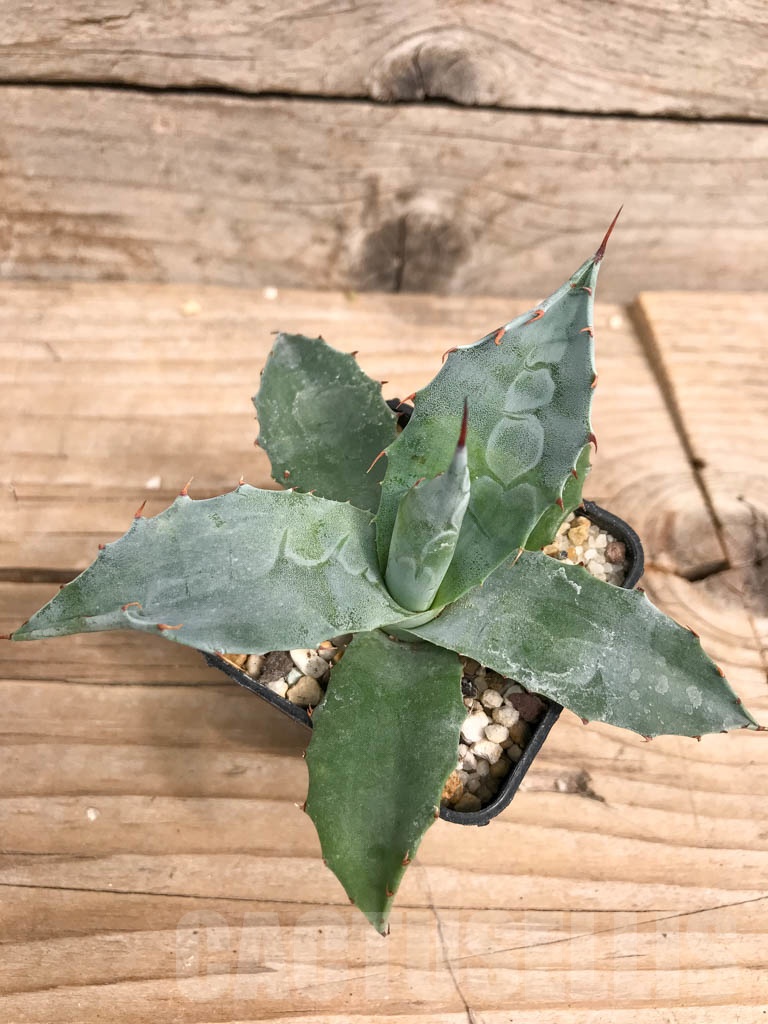 SHPR9284 Agave parrasana ‘Triumphant’, Mexico - Image 3