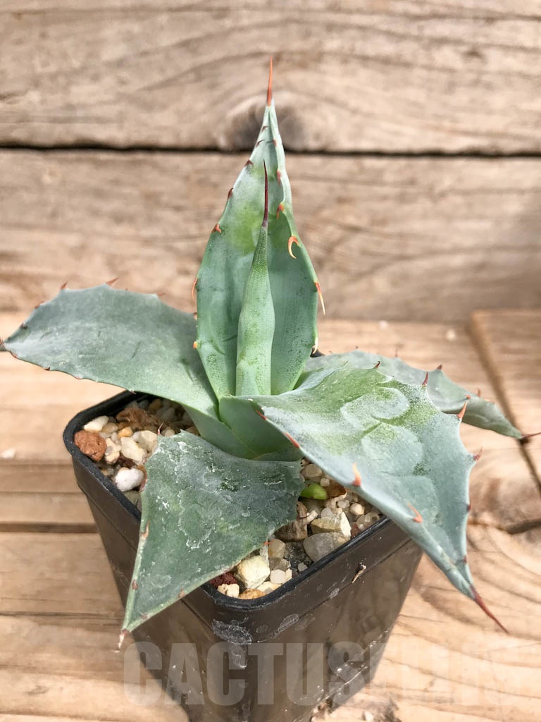 SHPR9284 Agave parrasana ‘Triumphant’, Mexico - Image 4