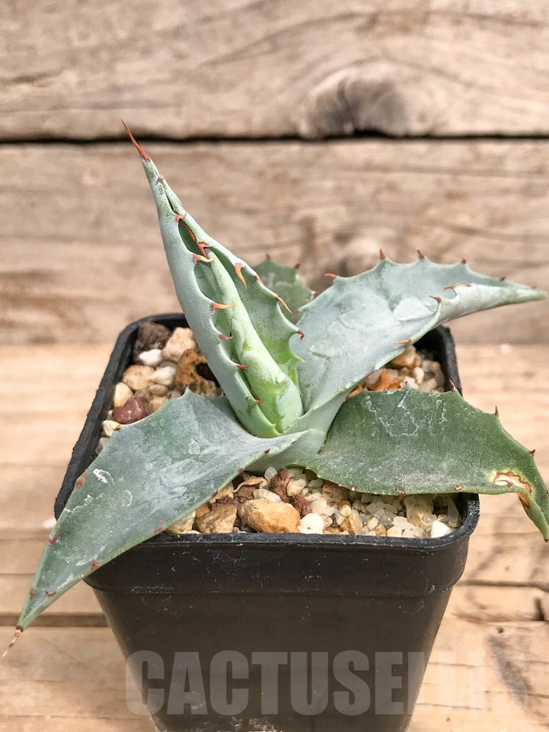SHPR9284 Agave parrasana ‘Triumphant’, Mexico - Image 5