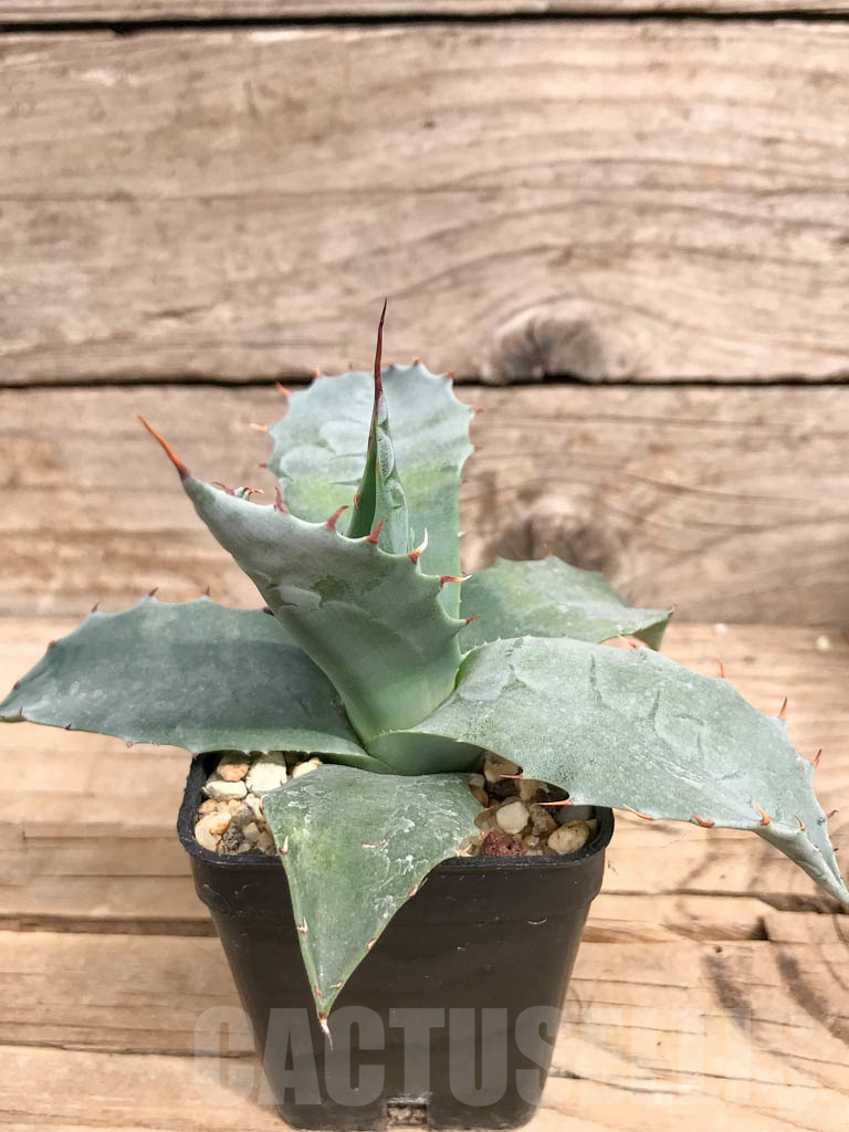 SHPR9284 Agave parrasana ‘Triumphant’, Mexico - Image 6