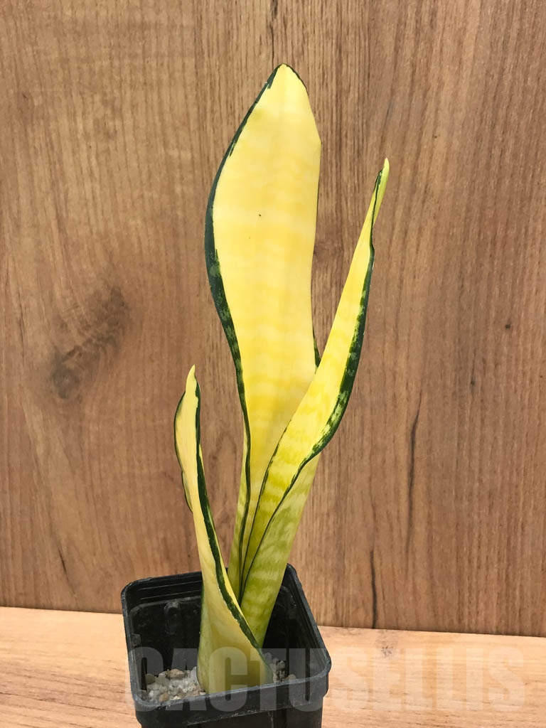 SHPR9292 Sansevieria trifasciata Gold America – Bild 2
