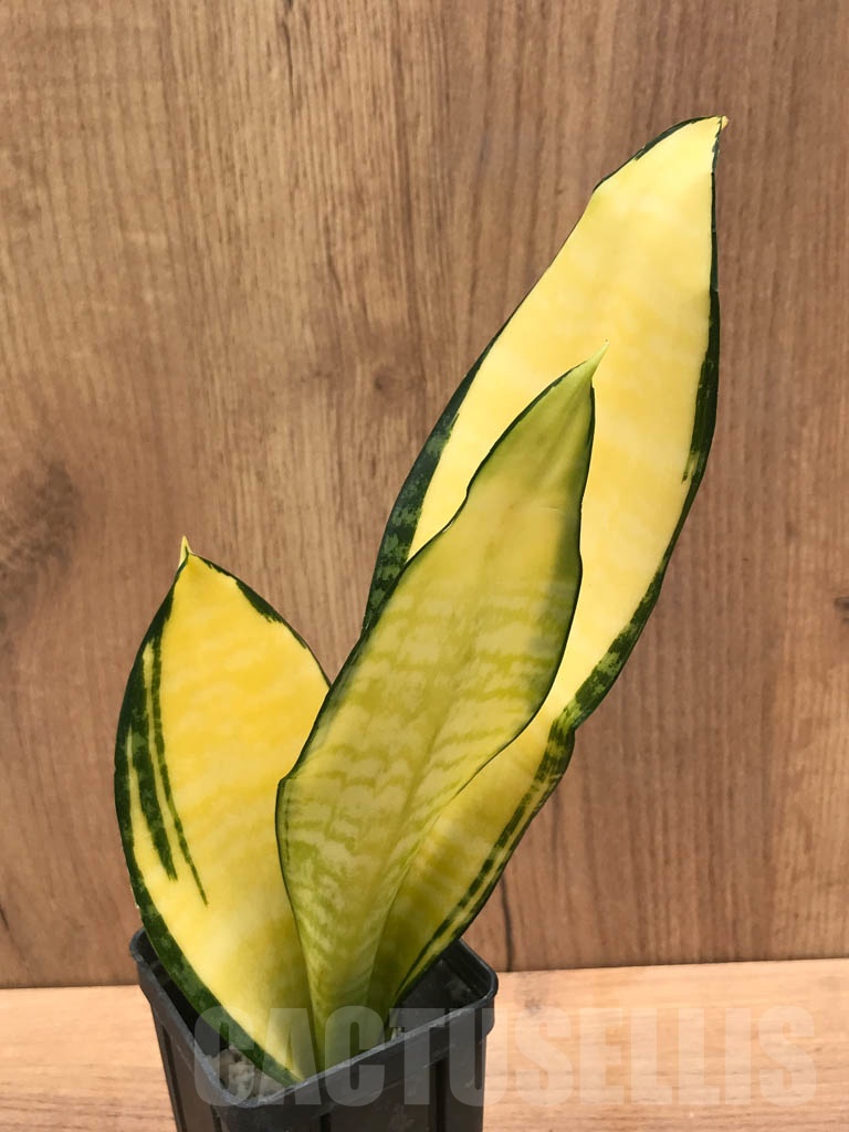 SHPR9292 Sansevieria trifasciata Gold America
