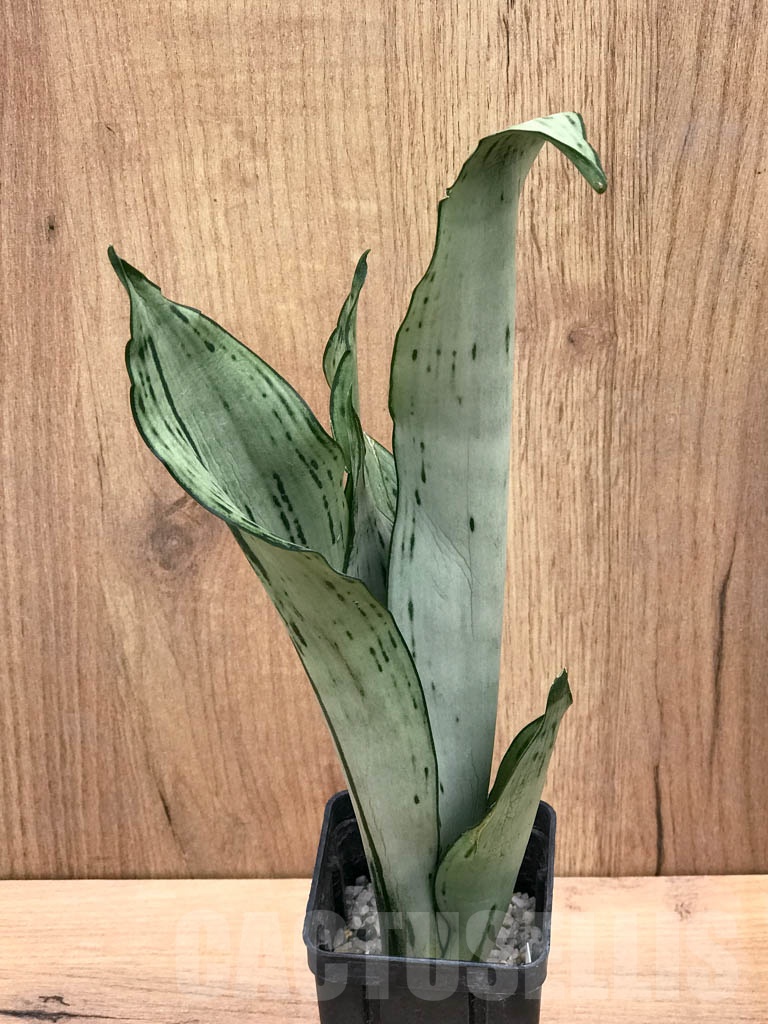SHPR9294 Sansevieria trifasciata ‘Brazilian Moonshine’ - Image 3