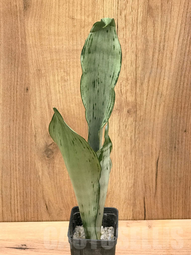 SHPR9294 Sansevieria trifasciata ‘Brazilian Moonshine’ - Image 4