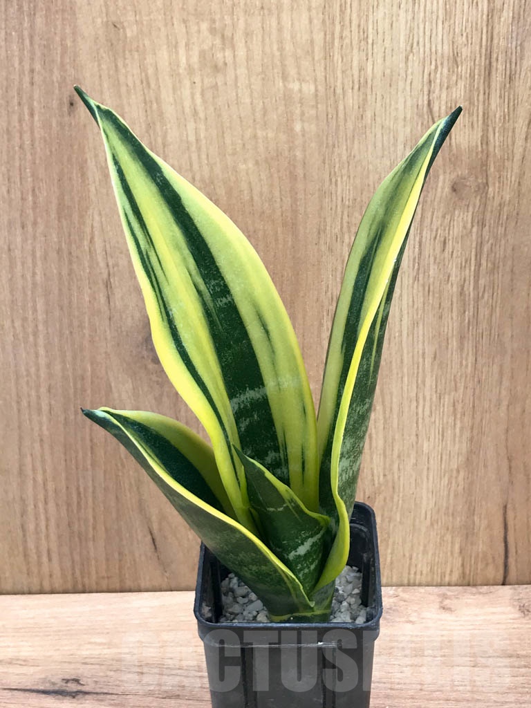 SHPR9295 Sansevieria trifasciata ‘Golden Flame’ - Image 2