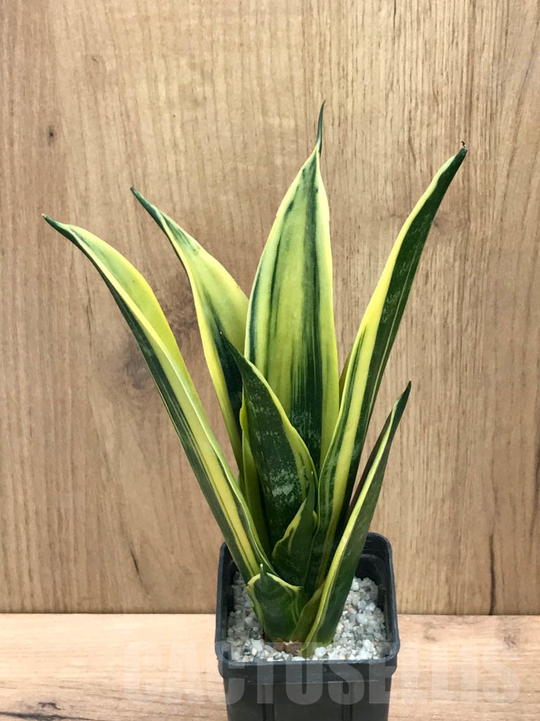 SHPR9295 Sansevieria trifasciata ‘Golden Flame’