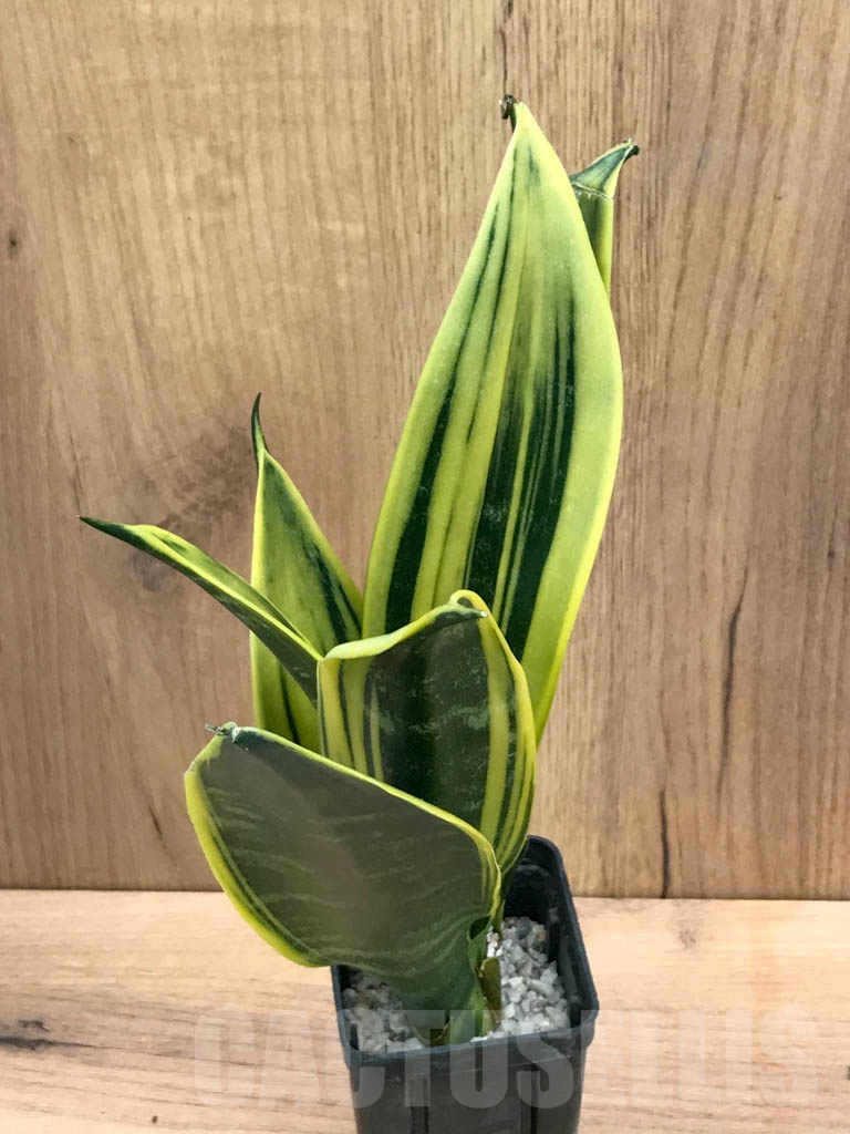SHPR9295 Sansevieria trifasciata ‘Golden Flame’ - Image 4