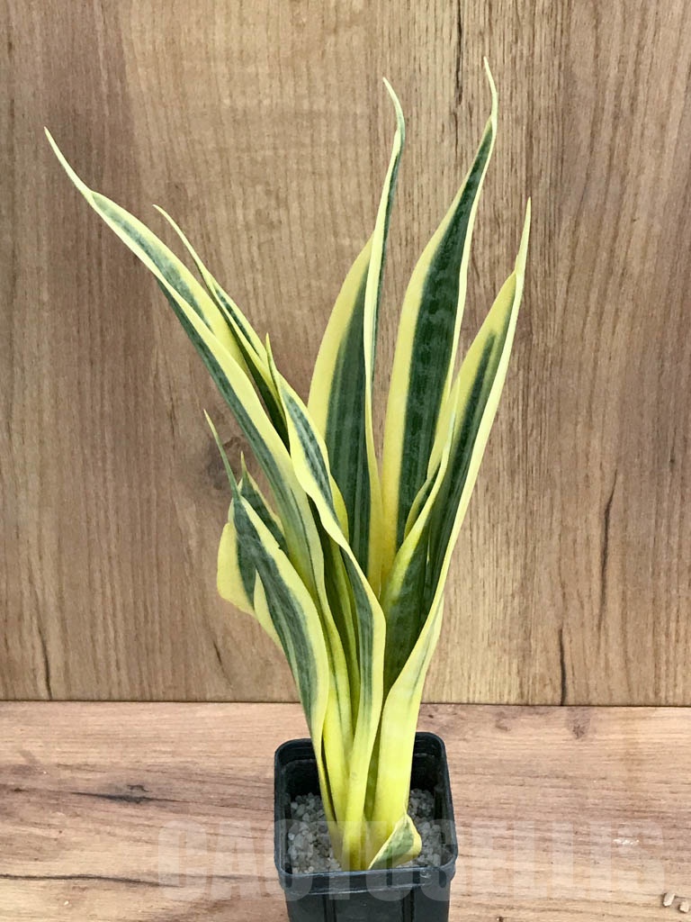 SHPR9298 Sansevieria trifasciata ‘Yellow Thrive’