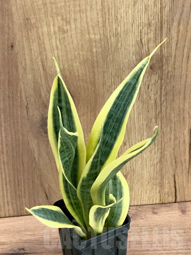 SHPR9298 Sansevieria trifasciata ‘Yellow Thrive’ - Image 3