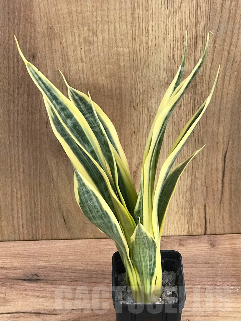 SHPR9298 Sansevieria trifasciata ‘Yellow Thrive’ - Image 4