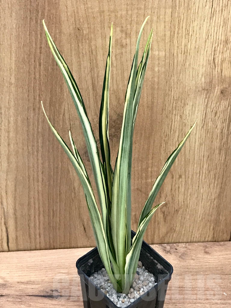 SHPR9300 Sansevieria trifasciata ‘Parva Lancet' - Image 2