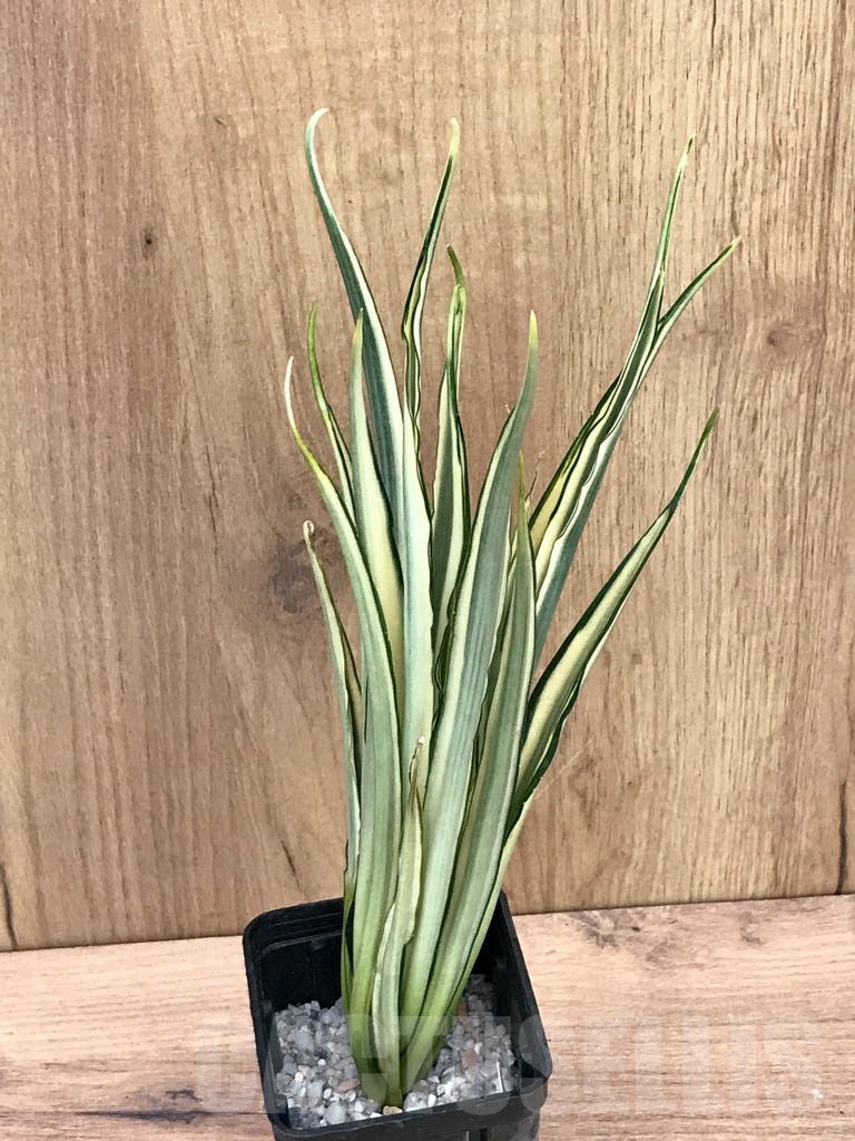 SHPR9300 Sansevieria trifasciata ‘Parva Lancet'