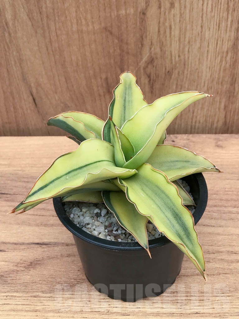 SHPR9309 Sansevieria ‘Blue leaf’ variegated
