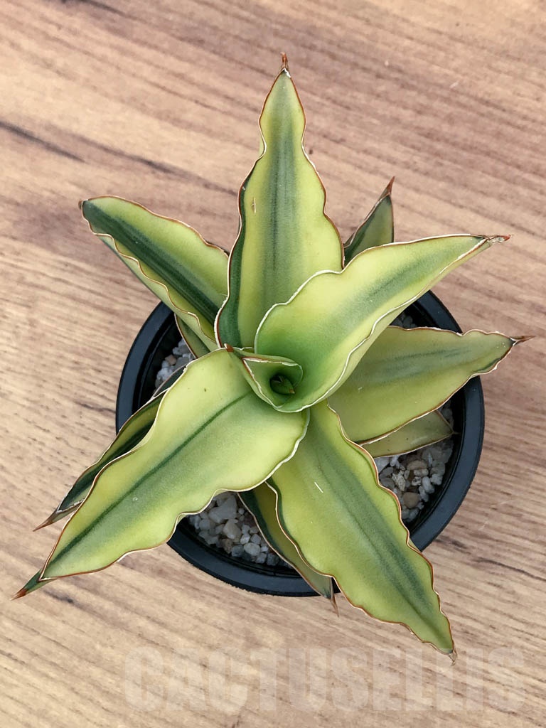 SHPR9309 Sansevieria ‘Blue leaf’ variegated - Image 3