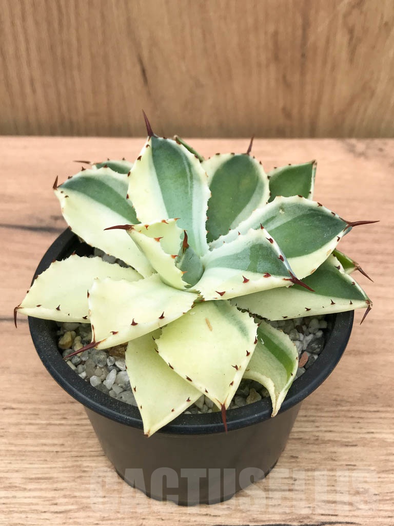 SHPR9311 Agave potatorum cv. Kichijokan variegated