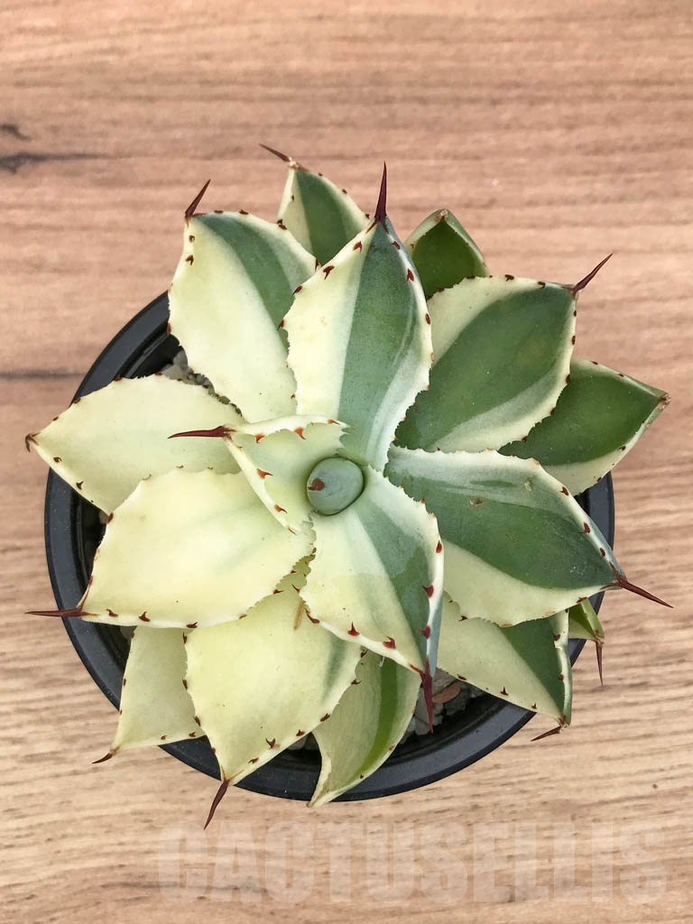 SHPR9311 Agave potatorum cv. Kichijokan variegated - Image 3