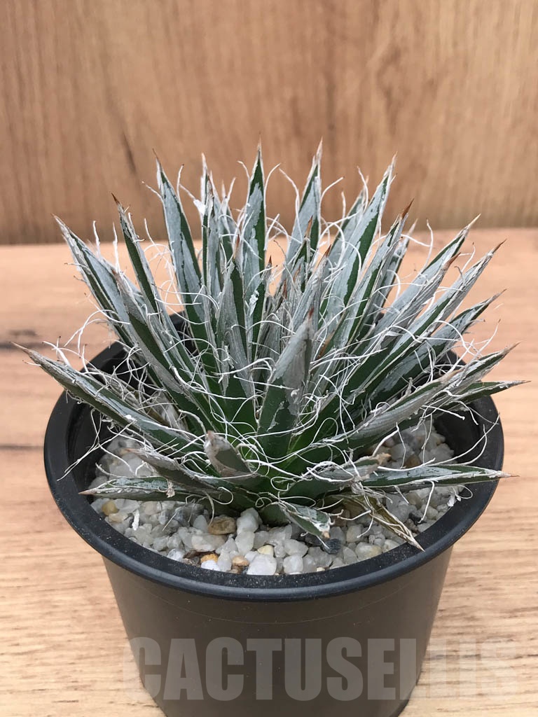 SHPR9313 Agave toumeyana var. bella - Image 2