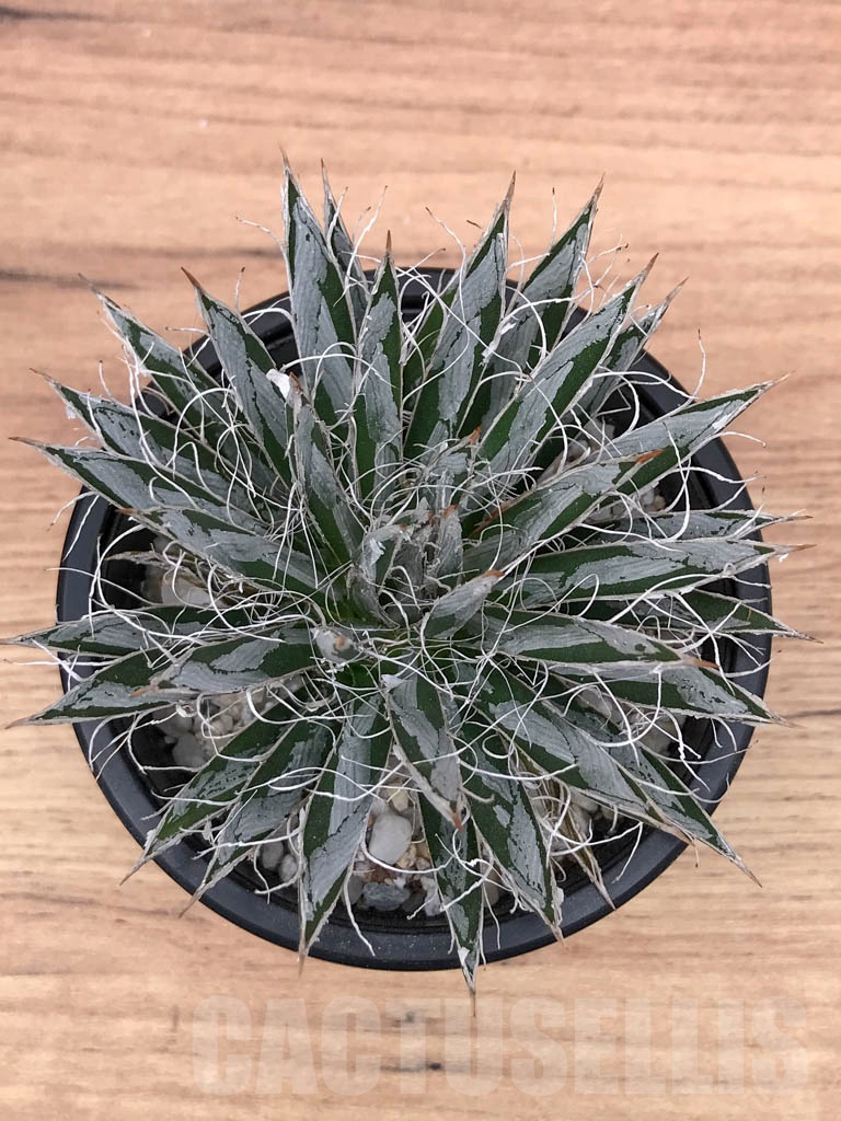 SHPR9313 Agave toumeyana var. bella - Image 3