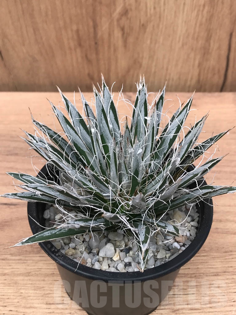 SHPR9313 Agave toumeyana var. bella