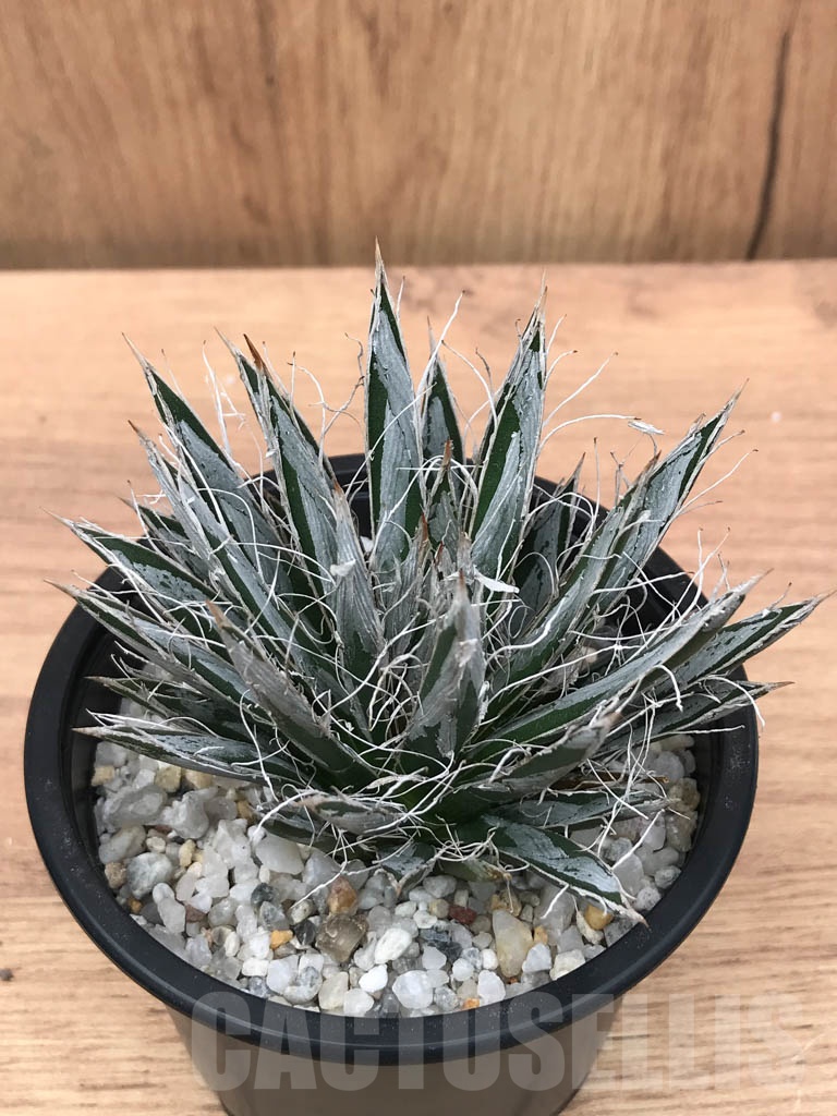 SHPR9313 Agave toumeyana var. bella - Image 5