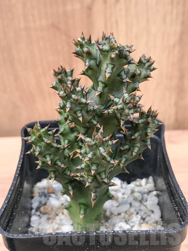 SHPR9314 Edithcolea grandis - Image 2