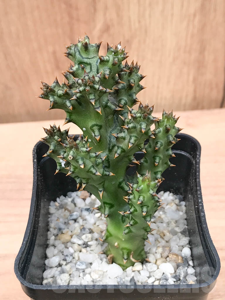 SHPR9314 Edithcolea grandis