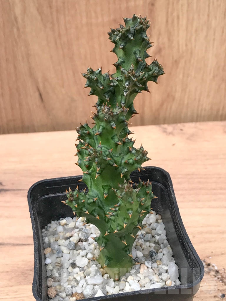 SHPR9314 Edithcolea grandis - Image 4