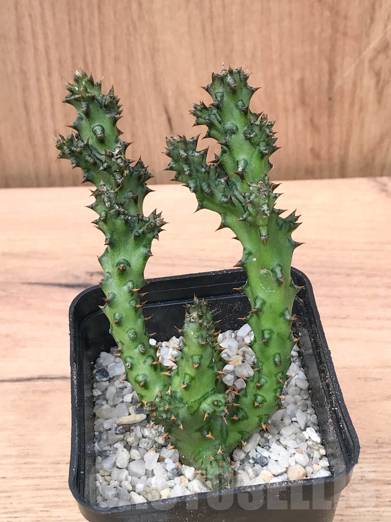 SHPR9314 Edithcolea grandis - Image 5